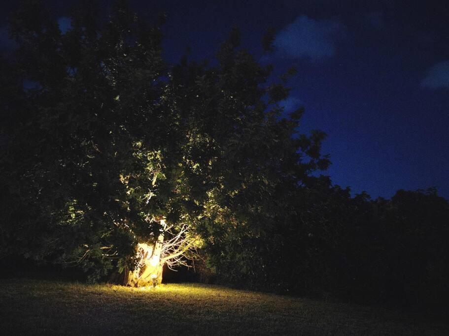 Villa Del Carrubo A Due Passi Dal Mare Di Cefalu Collesano 部屋 写真